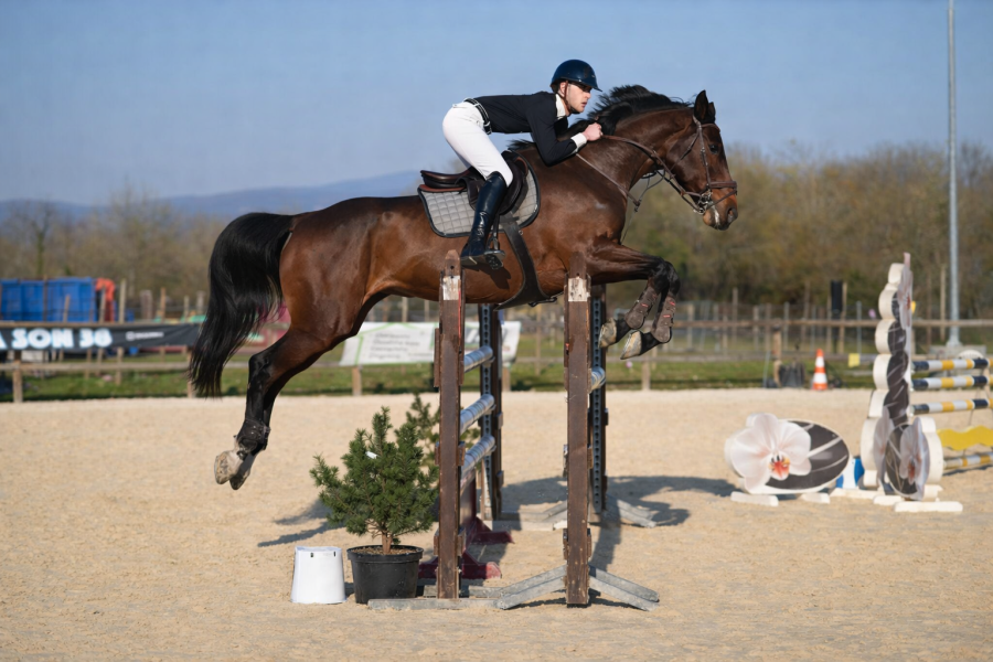 Vente de cheval : Coradina